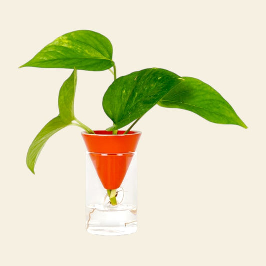 Vaso Idroponico